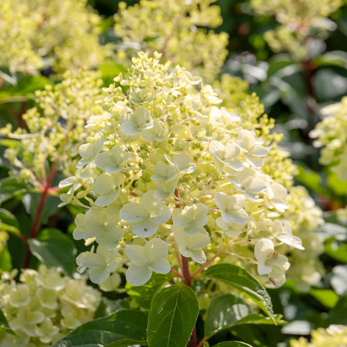 Hydrangea 'Hercules'