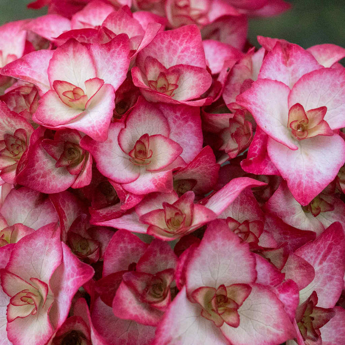 Hydrangea macrophylla 'Miss Saori'