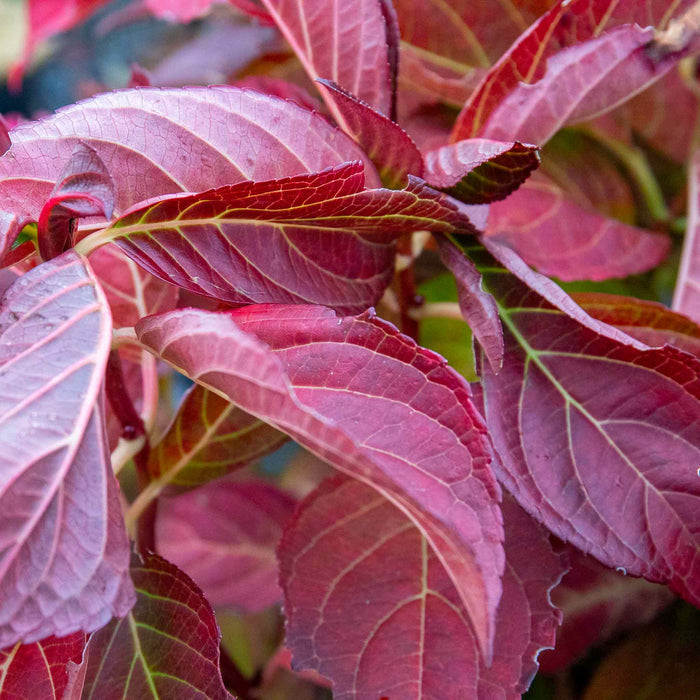 Hydrangea macrophylla 'Miss Saori'