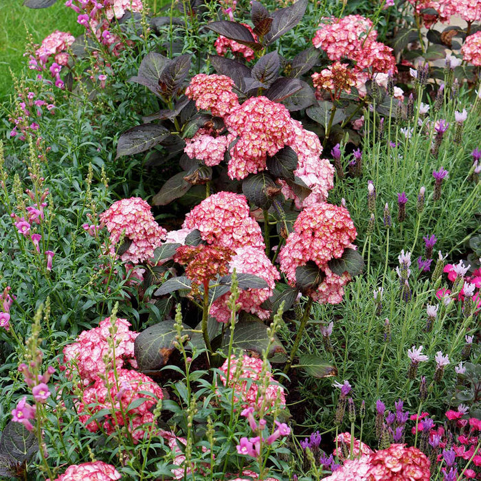 Hydrangea macrophylla 'Miss Saori'