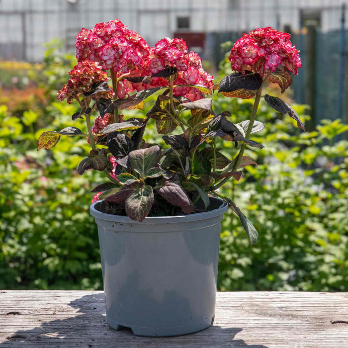 Hydrangea macrophylla 'Miss Saori'