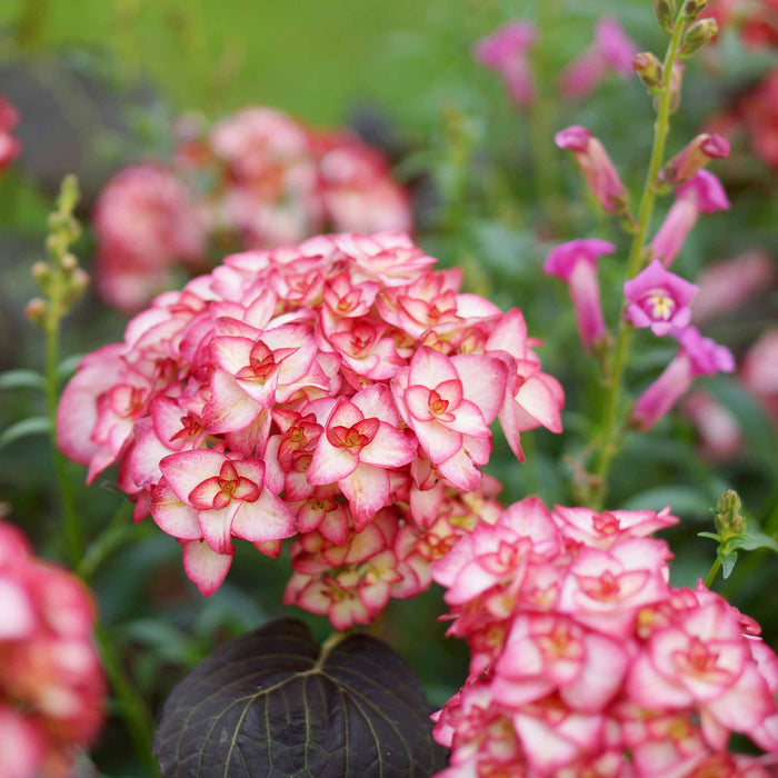 Hydrangea macrophylla 'Miss Saori'
