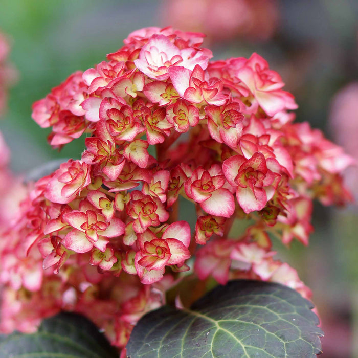 Hydrangea macrophylla 'Miss Saori'