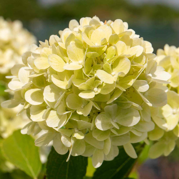 Hydrangea 'Mojito'