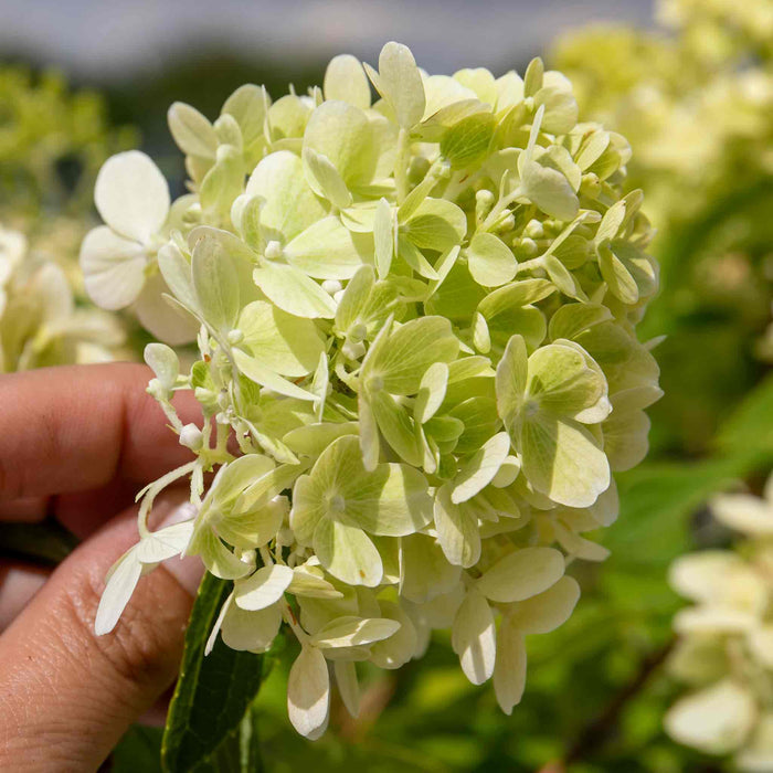 Hydrangea 'Mojito'
