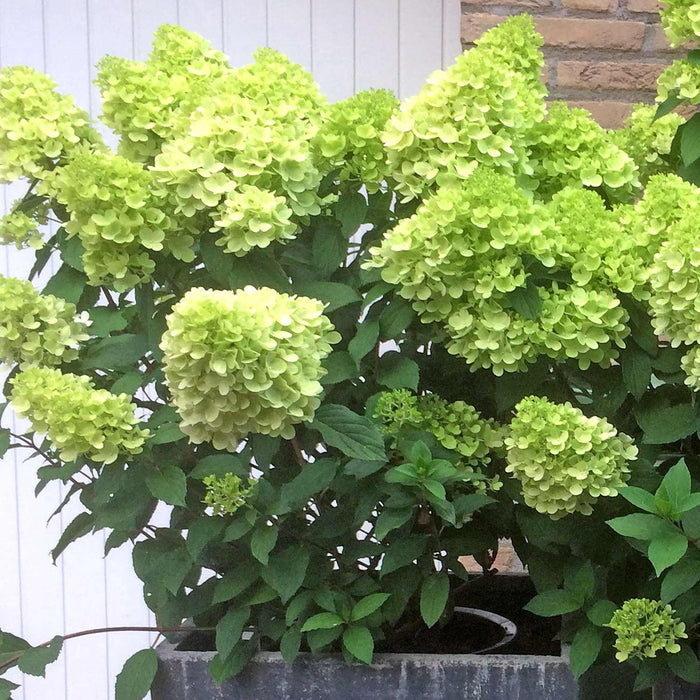 Hydrangea 'Mojito'