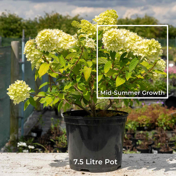 Hydrangea 'Mojito'