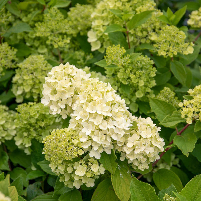 Hydrangea 'Mojito'