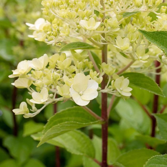 Hydrangea 'Mojito'