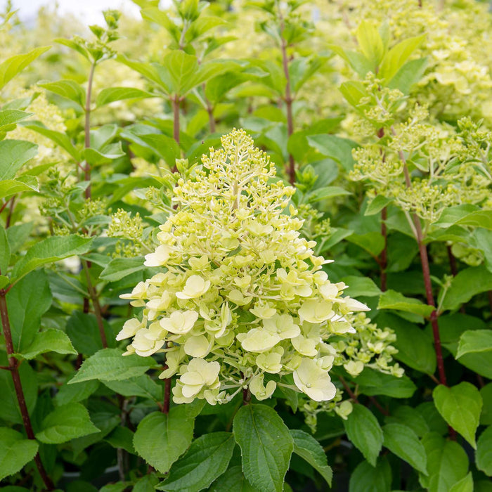 Hydrangea 'Mojito'