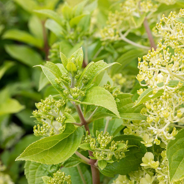 Hydrangea 'Mojito'
