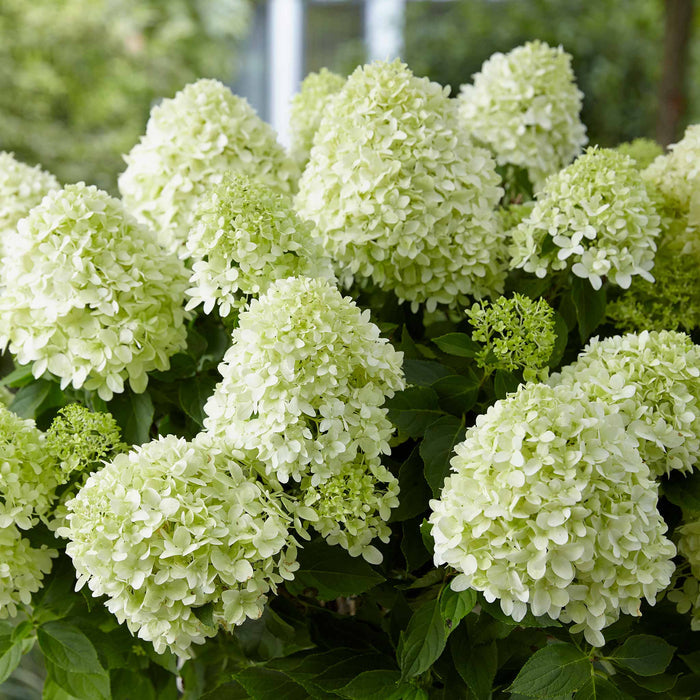 Hydrangea pan. 'Little Spooky'