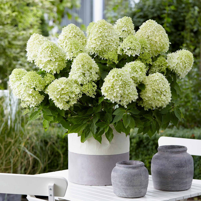 Hydrangea pan. 'Little Spooky'