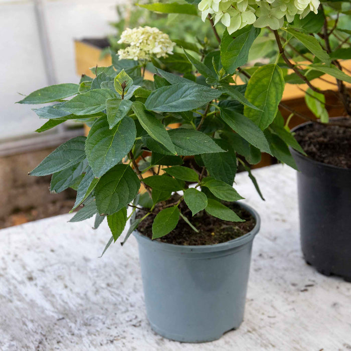 Hydrangea pan. 'Little Spooky'