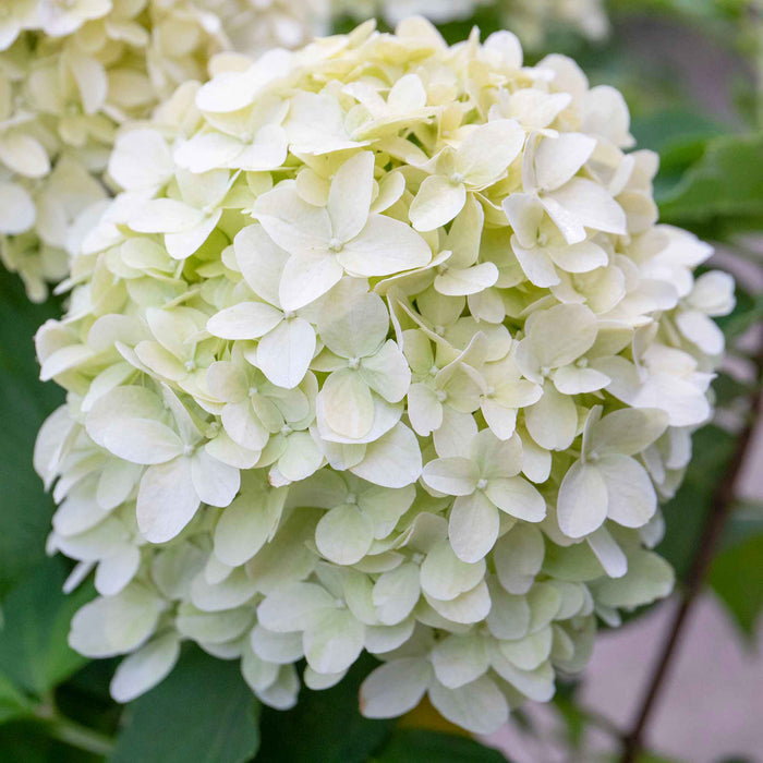 Hydrangea pan. 'Little Spooky'