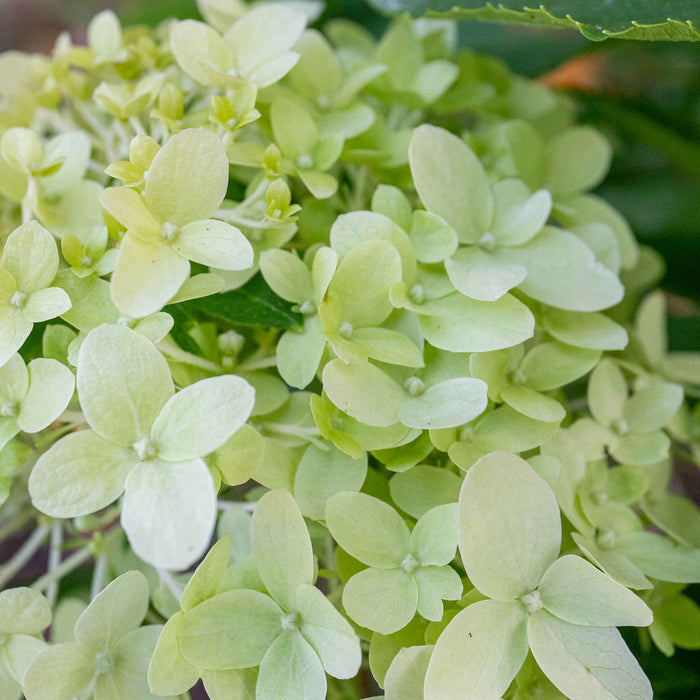 Hydrangea pan. 'Little Spooky'