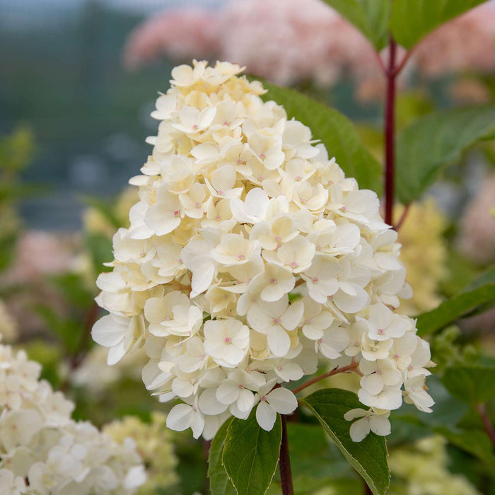 Hydrangea paniculata 'Vanille-Fraise'