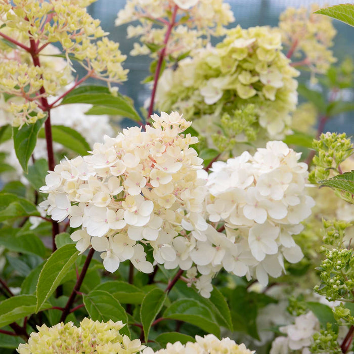 Hydrangea paniculata 'Vanille-Fraise'