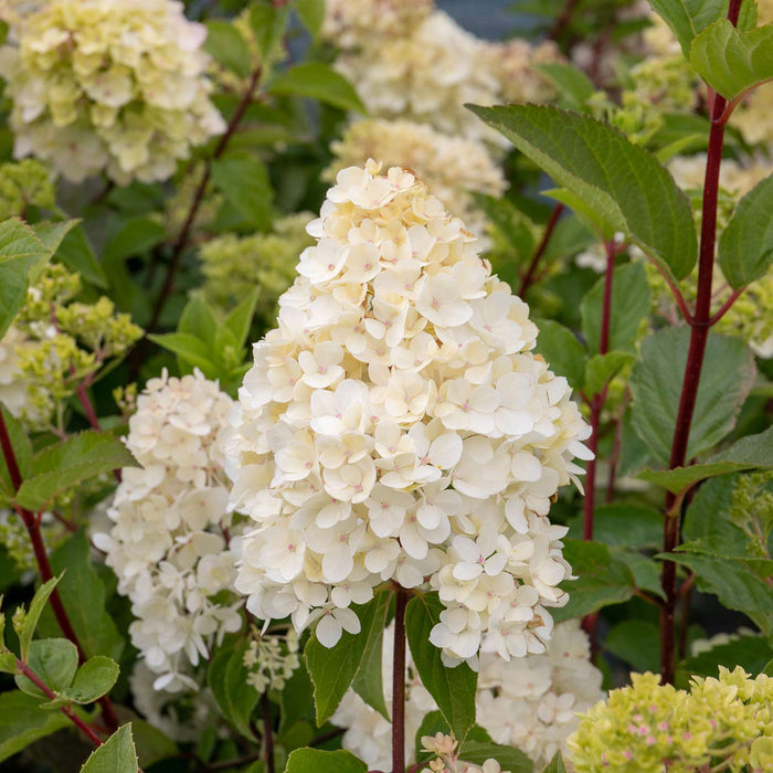 Hydrangea paniculata 'Vanille-Fraise'