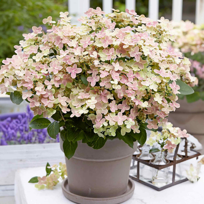 Hydrangea 'Polestar'