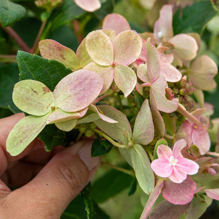 Hydrangea 'Polestar'