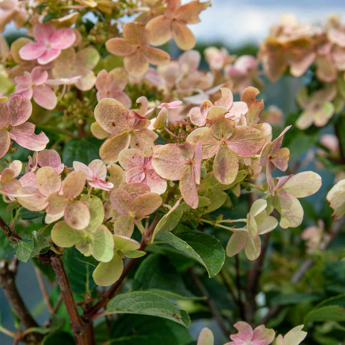 Hydrangea 'Polestar'