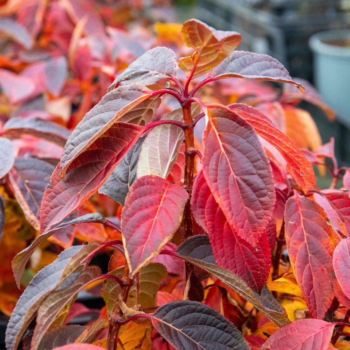 Hydrangea 'Polestar'