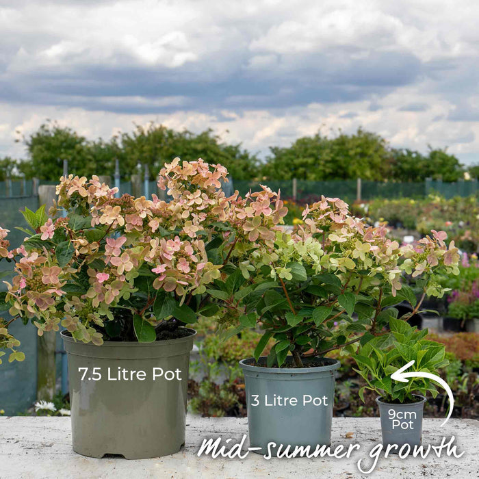 Hydrangea 'Polestar'