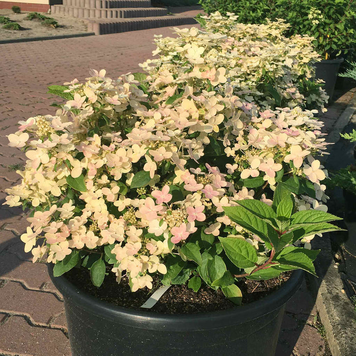 Hydrangea 'Polestar'