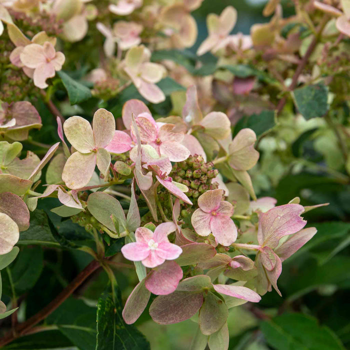 Hydrangea 'Polestar'