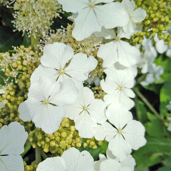 Hydrangea querc. 'Ice Crystal'®