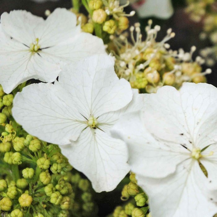Hydrangea querc. 'Ice Crystal'®
