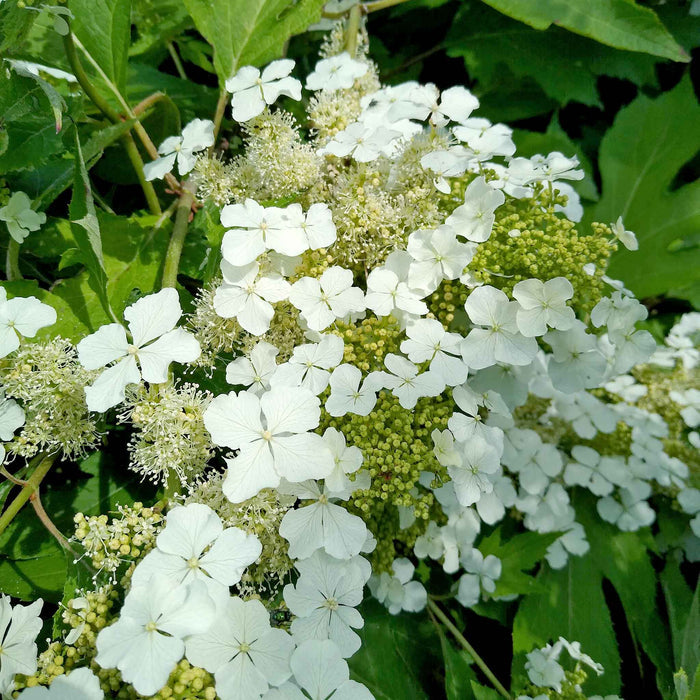 Hydrangea querc. 'Ice Crystal'®