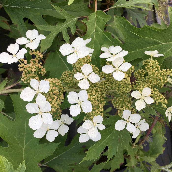 Hydrangea querc. 'Ice Crystal'®