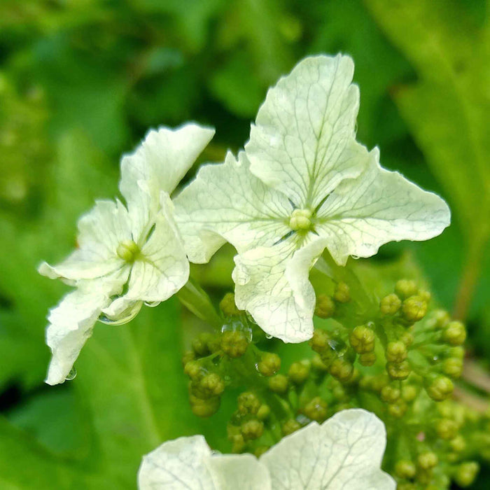 Hydrangea querc. 'Ice Crystal'®