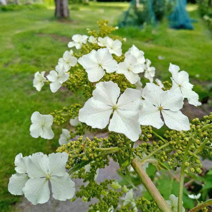 Hydrangea querc. 'Ice Crystal'®
