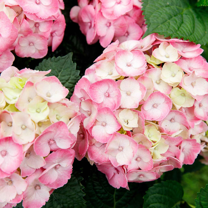 Hydrangea Rembrandt 'Dolce Chic'