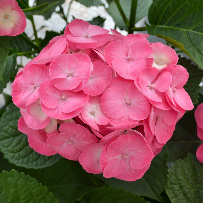 Hydrangea Rembrandt 'Dolce Chic'