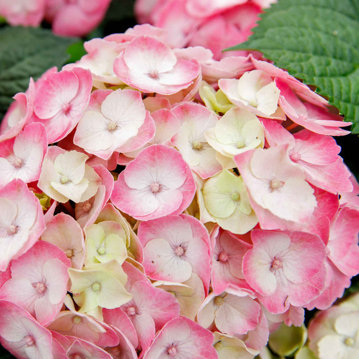 Hydrangea Rembrandt 'Dolce Chic'