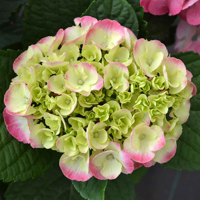 Hydrangea Rembrandt 'Dolce Chic'