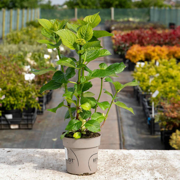 Hydrangea Rembrandt Dolce Chic - 14cm PotHydrangea Rembrandt Dolce Chic - 14cm Pot