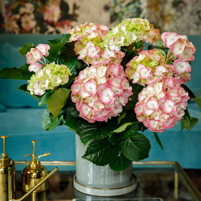 Hydrangea Rembrandt 'Dolce Chic'