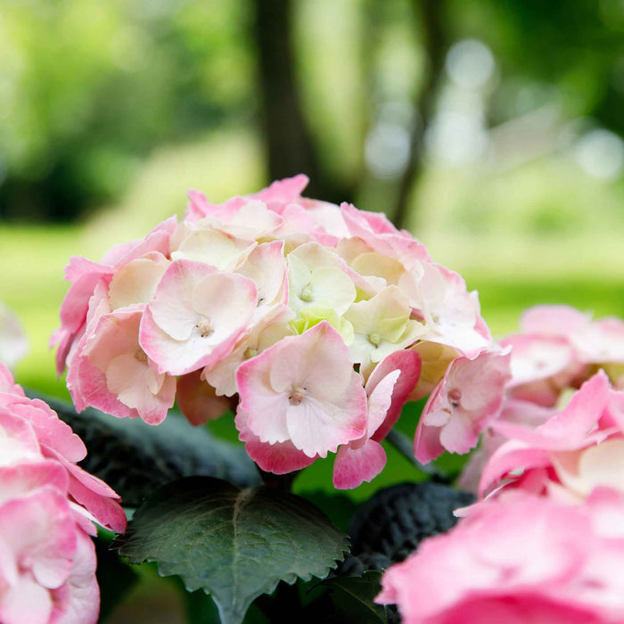 Hydrangea Rembrandt 'Dolce Chic'