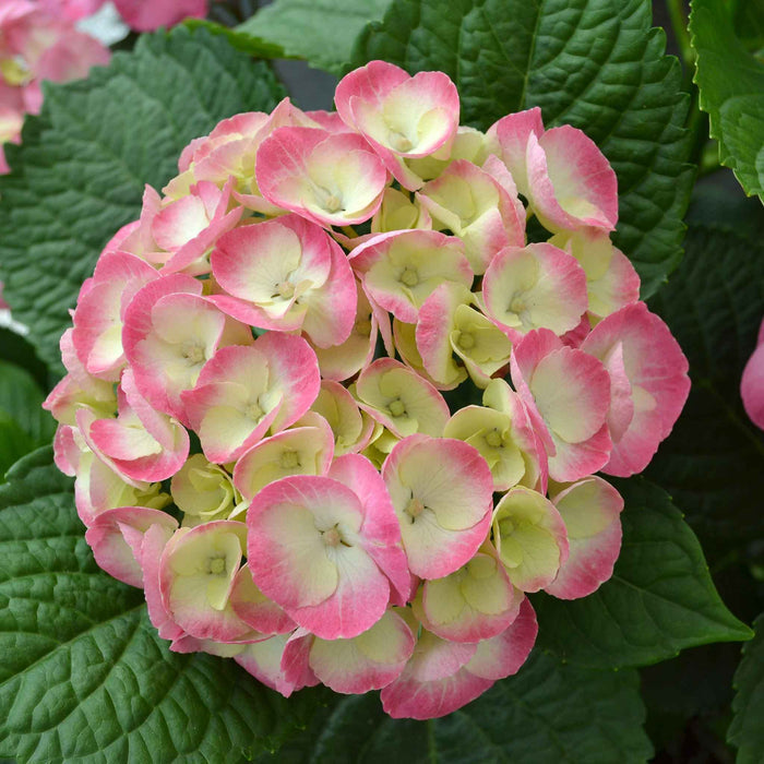 Hydrangea Rembrandt 'Dolce Chic'