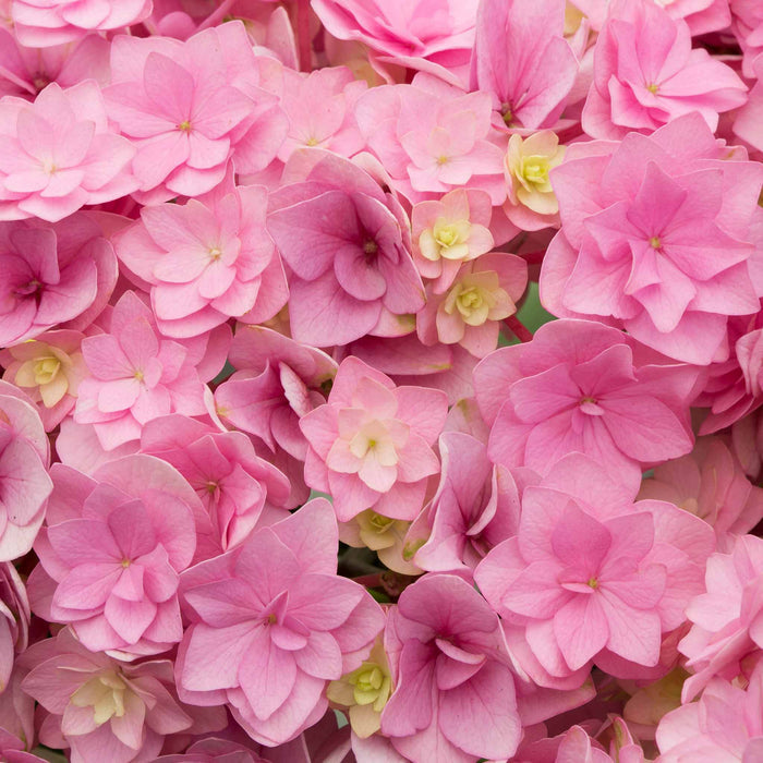 Hydrangea 'Together'