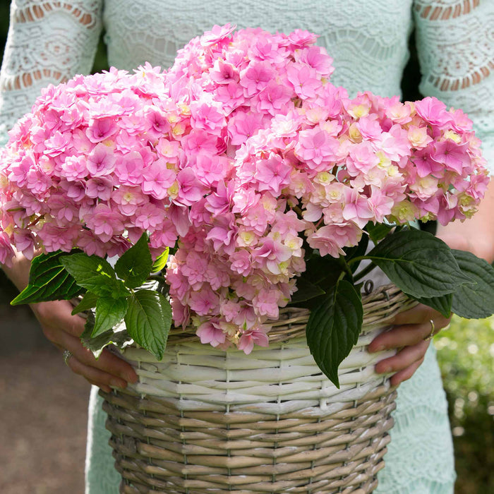 Hydrangea 'Together'