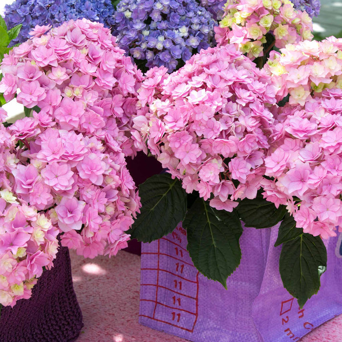 Hydrangea 'Together'