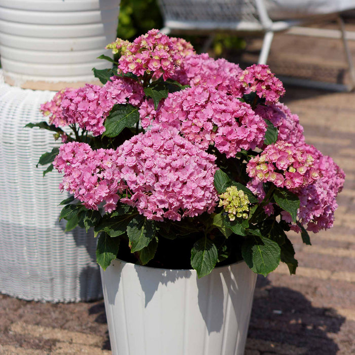 Hydrangea 'Together'