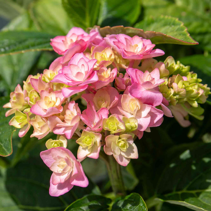 Hydrangea 'Together'