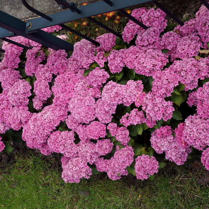 Hydrangea 'Together'